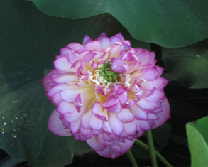 Double Lotus Flower