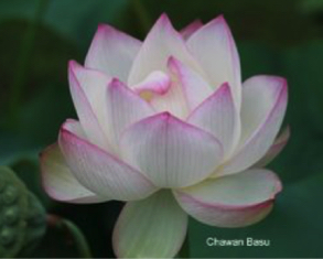 Single Lotus Flower