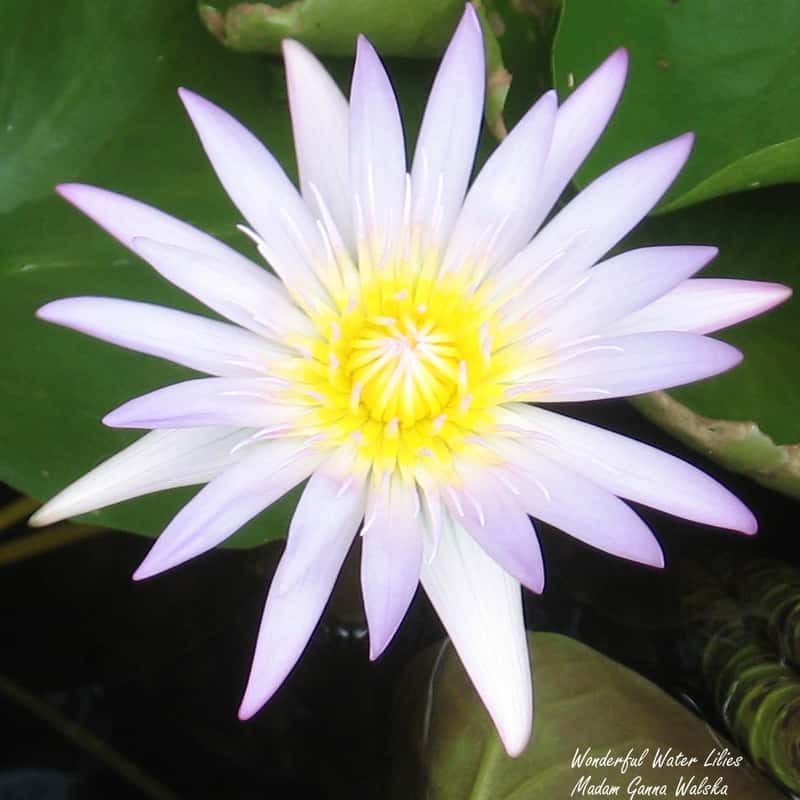 Madam Ganna Walska - Wonderful Water Lilies